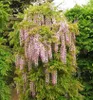 Blauregen ´HONBENII´ 70-80 cm, Cont. 2 l, Pflanze mit Produktbild-Vorschau 2