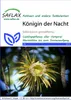 Artikelbild 1 von 'Kaktus Königin der Nacht' aus der Kategorie Kaktussamen Náhled obrázku produktu