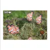 Eugy Clownfish, Animals, 6 lat(a) Podgląd zdjęcia produktu 12