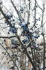 Prunus spinosa, Schlehdorn, 60–100 cm, dornig, heimisch Produktbild-Vorschau 8