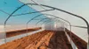 Skleník 5×20 m – profesionální fóliovník se 2 dveřmi, UV Náhled obrázku produktu 4