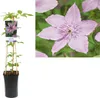 Clematis Hagley Hybrid 30–50 cm – Großblütige rosa Produktbild-Vorschau 2