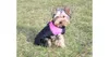 Merco Gilet Giacca per cani rosa taglia M Anteprima dell’immagine prodotto 3