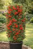 Feuerdorn Red Column 50 70 cm Pyracantha coccinea immergrün Produktbild-Vorschau 5