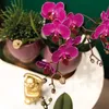 Kolibri Orchids | COMBI DEAL von 2 lila Phalaenopsis Produktbild-Vorschau 5