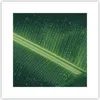 Poster - Poster ohne Rahmen - Makro Blatt Tropfen - 30x30 Produktbild-Vorschau 1