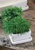 Blumenschale Blumentopf Untersetzer Sukkulenten 29 cm Produktbild-Vorschau 4