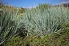 Stauden Gänge 1 x Elymus magellanicus im 1 Liter Topf - Produktbild-Vorschau 5