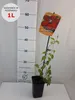 Clematide Westerplatte 1L Anteprima dell’immagine prodotto 2