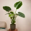 Bloomique - Alocasia Gageana California - Elephant Ear - Podgląd zdjęcia produktu 2