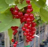 Rolan rote Johannisbeere Hochstamm große Beeren lange Produktbild-Vorschau 2