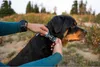 Ruffwear Web Reaction™ Hundehalsband Produktbild-Vorschau 4