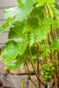 Vitis vinifera 'Lakemont', Weinrebe, kernlos, 80–100 cm Produktbild-Vorschau 6