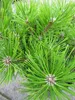 Pinus densiflora Low Glow - japanische Zwergrotkiefer Low Produktbild-Vorschau 3