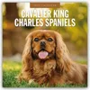 Cavalier King Charles Spaniels - Cavalier King Charles Produktbild-Vorschau 1