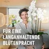 COMPO Orchideen-Aufbaukur - 5 Ampullen á 30 ml Produktbild-Vorschau 16