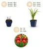 Green boutiQ - Staude - Hemerocallis Autumn Red - Taglilie Produktbild-Vorschau 4
