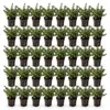 Green boutiQ - 40x Ilex crenata Stokes - Japanische Produktbild-Vorschau 2