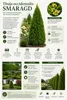 Thuja Smaragd, výška 60–80 cm, v kvetináči P9 | Smrečina Náhľad obrázku produktu 2