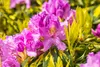 Rhododendron Hybride Goldflimmer 40-50 cm, im Topf, Produktbild-Vorschau 2