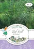 Topf-Dill Fernleaf | Dillsamen von Grüne Fee [MHD 01/2024] Produktbild-Vorschau 1