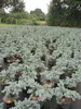 Zwerg-Blautanne Obrighofen - Abies procera Obrighofen Produktbild-Vorschau 4