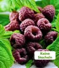 BALDUR Garten 1x Schwarze Himbeere Glen Coe, Pflanze im 9x9 Produktbild-Vorschau 2