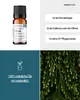 Thuja (10ml) - naturreines, ätherisches Öl von wesentlich Produktbild-Vorschau 2