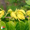 Ylang-Ylang-Öl Premium für Aromatherapie, 10ml Produktbild-Vorschau 7