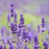 Bloomique - Lot de 3 - Lavandula Angustifolia 'Hidcote' - Voir les images du produit 6