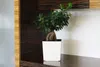 A white pot with a green plant sits on a dark wooden surface, next to a dark wood cabinet with light wood trim. Produktbild-Vorschau
