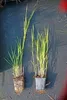 6 x Phragmites australis - Cannaiola - vaso 9 x 9 cm Anteprima dell’immagine prodotto 1