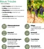 Plants by Frank | 3 Weinreben Pflanzen 100% Biologisch | Produktbild-Vorschau 5