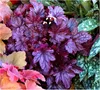 Stauden Gänge 4 x Heuchera Kollektion im 1 Liter Topf - Produktbild-Vorschau 3