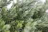 Juniperus squamata 'Blue Carpet', Blauer Teppichwacholder, Produktbild-Vorschau 6