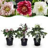 GreenboutiQ - Gartenpflanze - Lentenrose - Helleborus Produktbild-Vorschau 1