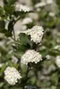 Aronia melanocarpa 'Hugin', Schwarze Apfelbeere, 40–60 cm, Produktbild-Vorschau 1