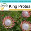 SAFLAX - Zestaw prezentowy - King Protea - 5 Nasiona - Z Podgląd zdjęcia produktu 10