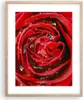 Gerahmtes Poster - Rahmen in heller Eiche - Rose Blume Produktbild-Vorschau 1