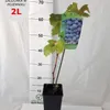 Vite Nero 2L Anteprima dell’immagine prodotto 4