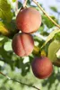 Prunus domestica 'Königin Viktoria', Pflaume, 40 cm Produktbild-Vorschau 2