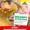 Neudorff Spruzit OrchideenSchädlingsSpray 300 ml Produktbild-Vorschau 6