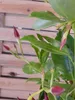 [Palmenlager] XL Dipladenia/Mandevilla "Rio Grande" ROT - Produktbild-Vorschau 2
