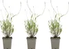 3x Lavandula ang. Munstead P9 H20 Produktbild-Vorschau 1