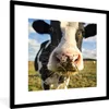 MuchoWow® Gerahmtes Poster Kuh - Licht - Gras 40x40 cm - Produktbild-Vorschau 1