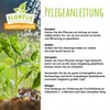 Kirschtomatenpflanze Mexikanische Honigtomate | Produktbild-Vorschau 3