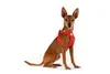 Curli Clasp Harnais Air-Mesh - rouge - M Voir les images du produit 3