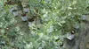 Eucalyptus Gunni Stamm Eukalyptusbaum, 70 - 90 cm, Pflanze Produktbild-Vorschau 3