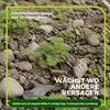 Phacelia Gründünger 2 kg Produktbild-Vorschau 2