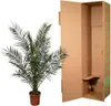 Palmier des Canaries (Phoenix canariensis) Ø 24 cm ↕ 180 cm Voir les images du produit 3